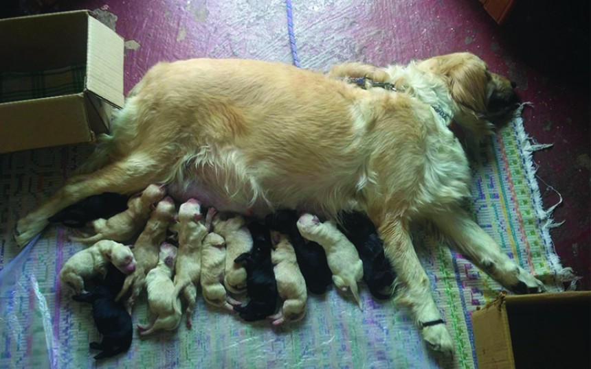 Most Puppies Born to Golden Retriever Dog (Female)